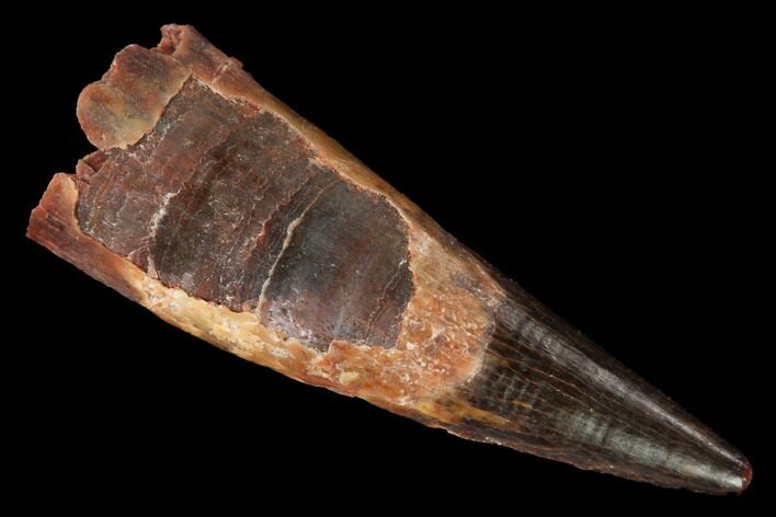 Fossil Pterosaur (Siroccopteryx) Tooth - Morocco #167123